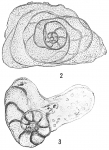 Discorbis irregularis