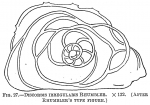 Discorbis irregularis