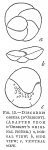 Discorbis obtusa