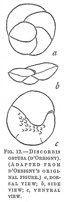 Discorbis obtusa Discorbis obtusa