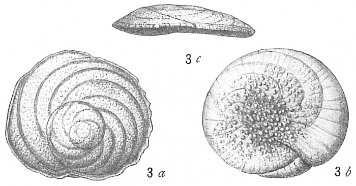 Discorbis opercularis Discorbis opercularis