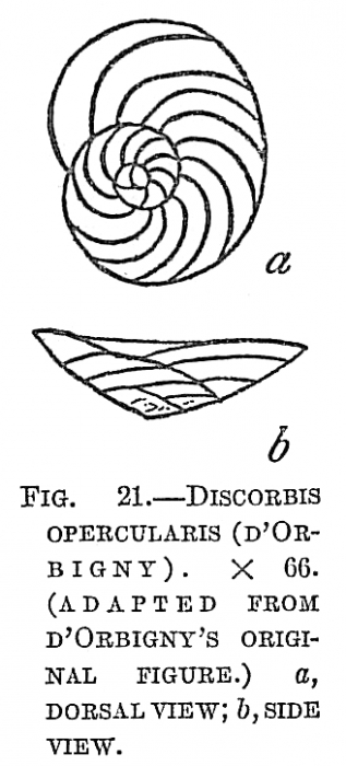Discorbis opercularis Discorbis opercularis