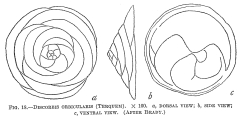 Discorbis orbicularis, author: Cedhagen, Tomas