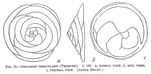 Discorbis orbicularis, author: Cedhagen, Tomas
