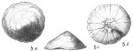 Discorbis patelliformis