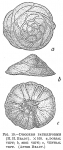 Discorbis patelliformis