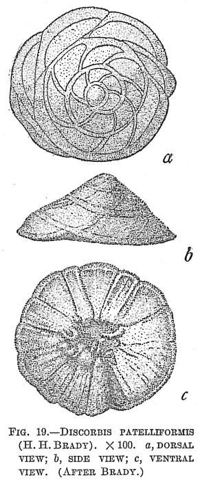Discorbis patelliformis Discorbis patelliformis
