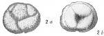 Discorbis pulvinata