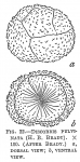 Discorbis pulvinata