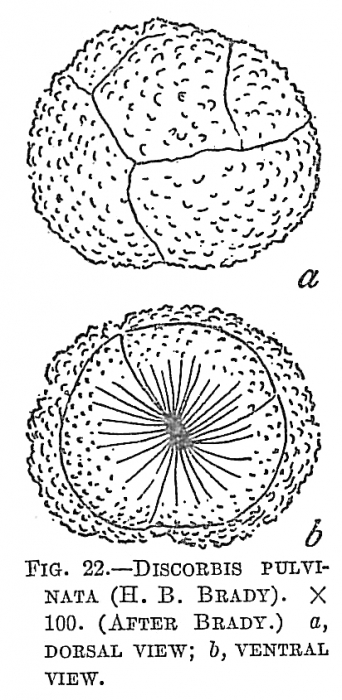 Discorbis pulvinata Discorbis pulvinata