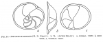 Discorbis rarescens
