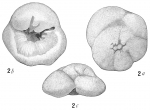 Discorbis subfilosa