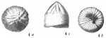 Discorbis tabernacularis
