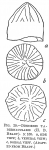 Discorbis tabernacularis