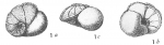 Discorbis ventricosa