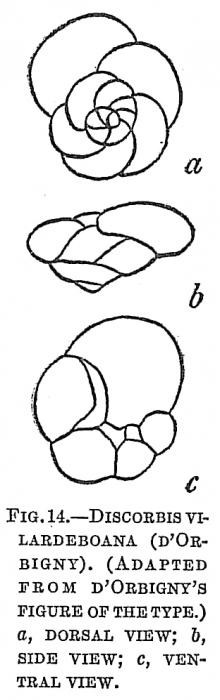 Discorbis vilardeboana Discorbis vilardeboana