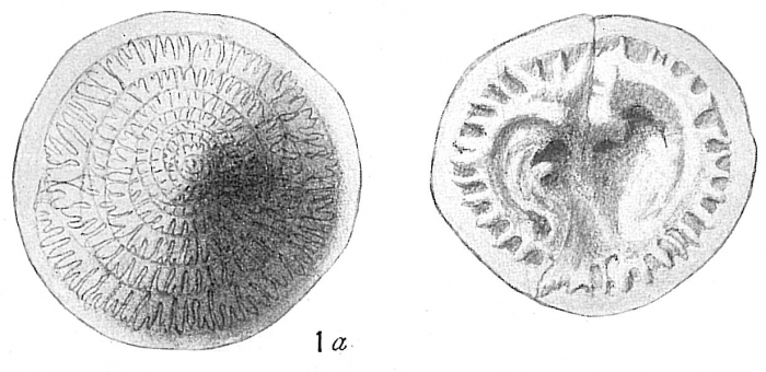 Patellina corrugata Patellina corrugata