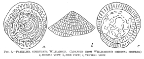 Patellina corrugata, author: Cedhagen, Tomas