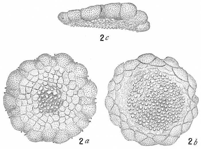 Planorbulina larvata Planorbulina larvata