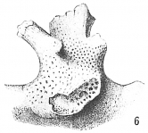 Polytrema miniaceum, author: Cedhagen, Tomas