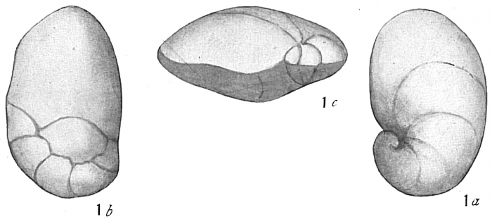 Pulvinulina auricula Pulvinulina auricula