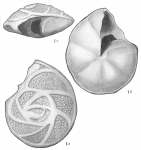 Pulvinulina concamerata