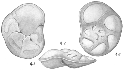 Pulvinulina concentrica