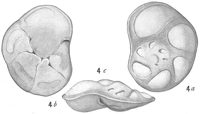 Pulvinulina concentrica Pulvinulina concentrica