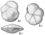 Pulvinulina exigua, author: Cedhagen, Tomas