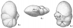 Pulvinulina hauerii