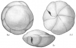 Pulvinulina karsteni
