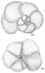 Pulvinulina menardii