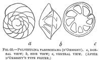 Pulvinulina partschiana, author: Cedhagen, Tomas