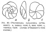 Pulvinulina patagonica