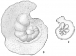 Pulvinulina pauperata