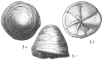 Pulvinulina procera