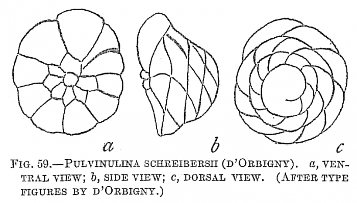 Pulvinulina schreibersii