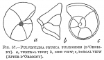 Pulvinulina truncatulinoides