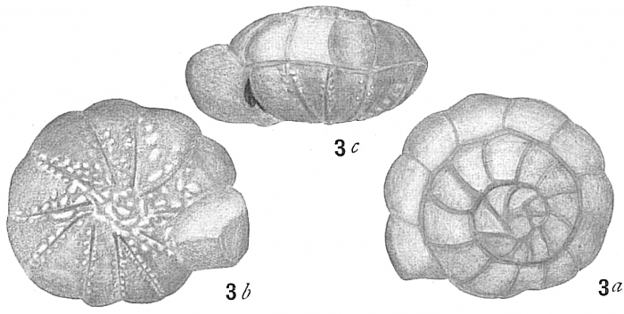 Ammonia japonica (Hada, 1931) Identified as Rotalia beccarii by Cushman (1915) Ammonia japonica (Hada, 1931) Identified as Rotalia beccarii by Cushman (1915)