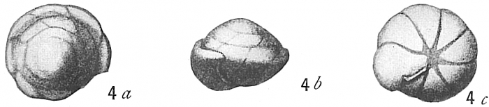 Rotalia broeckhiana Rotalia broeckhiana