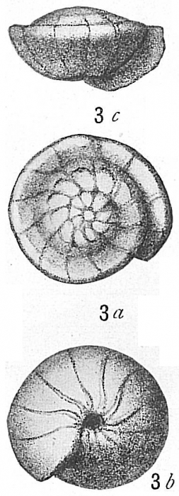Rotalia orbicularis d'Orbigny Rotalia orbicularis d'Orbigny