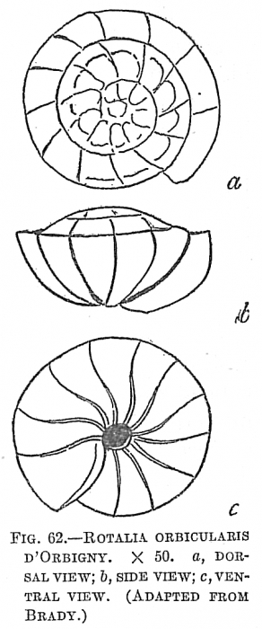 Rotalia orbicularis Rotalia orbicularis