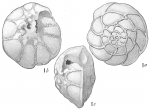 Rotalia papillosa compressiuscula