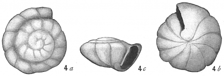 Rotalia soldanii, author: Cedhagen, Tomas