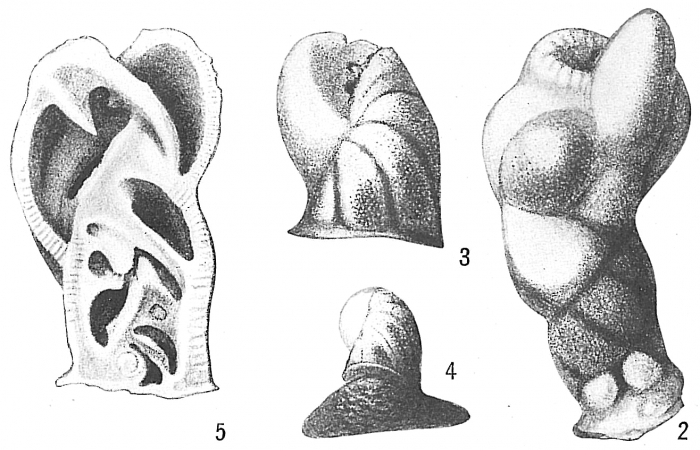 Rupertia stabilis Rupertia stabilis