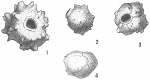 Siphonina echinata
