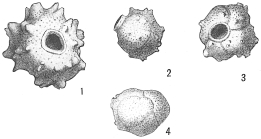 Siphonina echinata