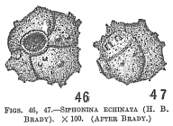 Siphonina echinata