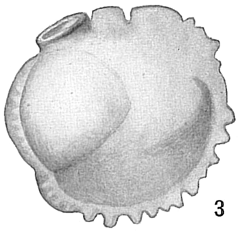 Siphonina reticulata Siphonina reticulata