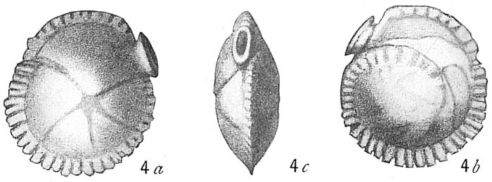 Siphonina reticulata Siphonina reticulata